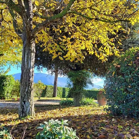 Le Dell'olmo